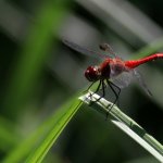 Sympétrum rouge sang (libellule) - Cette libellule apprécie les eaux stagnantes ou faiblement courantes riches en végétation.